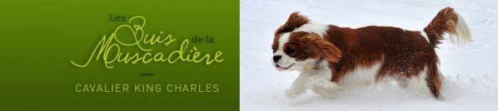 cavalier-king-charles-des-buis-de-la-muscadiere.com